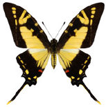 schmetterling035085.jpg