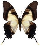 schmetterling035086.jpg