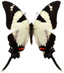 schmetterling035087.jpg