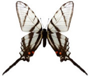 schmetterling035088.jpg