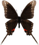 schmetterling035089.jpg
