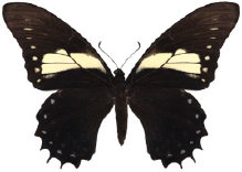 schmetterling035090.jpg