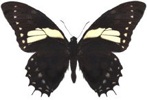 schmetterling035091.jpg