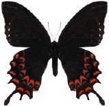 schmetterling035092.jpg