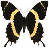 schmetterling035093.jpg