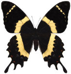 schmetterling035094.jpg