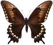 schmetterling035096.jpg