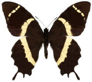 schmetterling035097.jpg