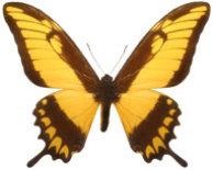 schmetterling035098.jpg