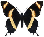 schmetterling035099.jpg