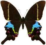 schmetterling0360100.jpg