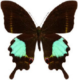 schmetterling0360101.jpg
