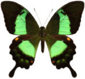 schmetterling0360102.jpg