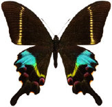 schmetterling0360103.jpg