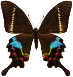 schmetterling0360104.jpg