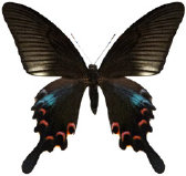schmetterling0360105.jpg