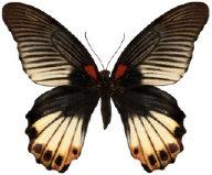 schmetterling0360106.jpg