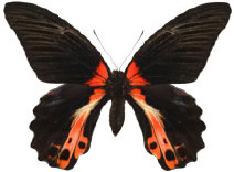 schmetterling0360107.jpg