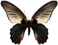 schmetterling0360108.jpg
