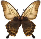 schmetterling0360109.jpg