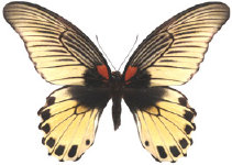 schmetterling0360110.jpg