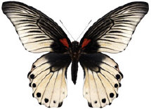 schmetterling0360111.jpg