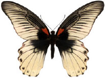 schmetterling0360112.jpg