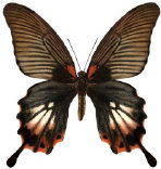 schmetterling0360113.jpg