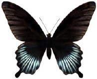 schmetterling0360114.jpg
