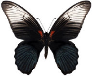 schmetterling0360115.jpg
