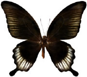 schmetterling0360116.jpg