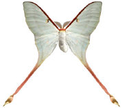 schmetterling0360117.jpg