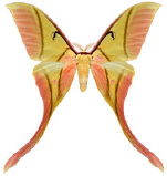 schmetterling0360118.jpg