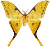 schmetterling0360119.jpg