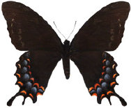 schmetterling0360120.jpg
