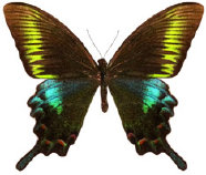 schmetterling0360121.jpg