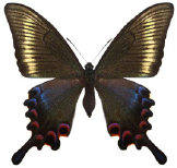 schmetterling0360122.jpg