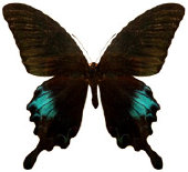 schmetterling0360123.jpg