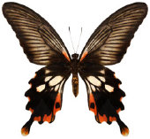 schmetterling0360124.jpg