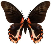 schmetterling0360126.jpg
