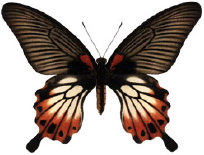 schmetterling0360127.jpg