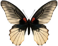 schmetterling0360128.jpg