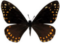 schmetterling036061.jpg