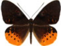 schmetterling036063.jpg