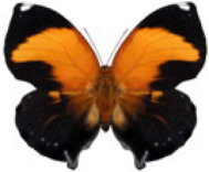 schmetterling036064.jpg