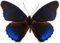 schmetterling036065.jpg