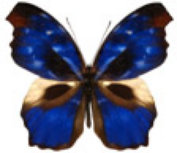 schmetterling036066.jpg