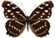 schmetterling036067.jpg