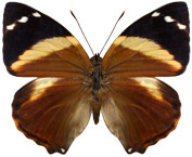 schmetterling036068.jpg