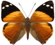 schmetterling036069.jpg